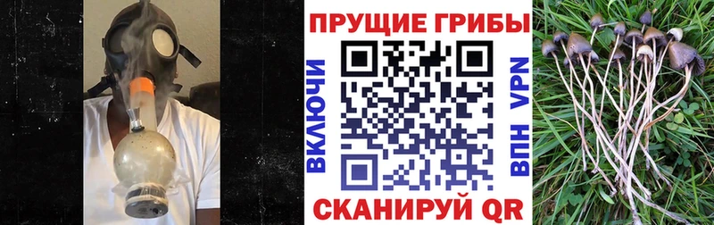 наркошоп  Салаир  Псилоцибиновые грибы MAGIC MUSHROOMS 